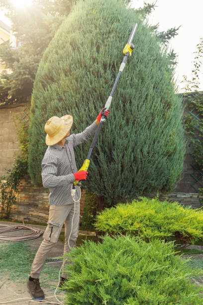Best Hedge Trimming  in Cadott, WI