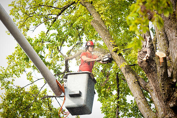 Best Tree Maintenance Programs  in Cadott, WI